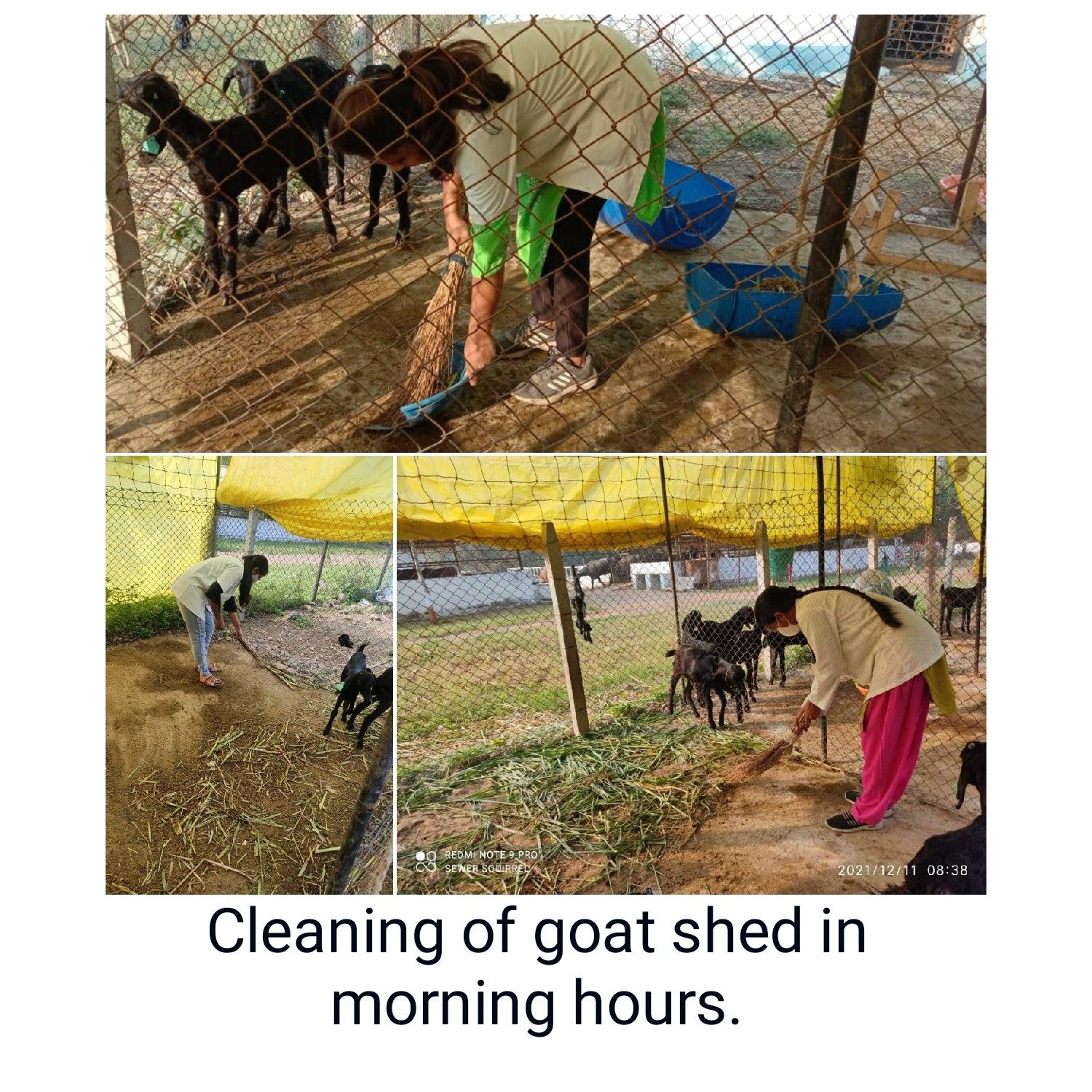 Cleaning Of Goat Shed